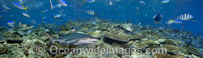 Blacktip Reef Sharks (Carcharhinus melanopterus), with varioius tropical fish. Also known as Blacktip Shark. Photo taken at Beqa Lagoon, Fiji. (This is a digital composite comprising of two or more images). Photo - David Fleetham