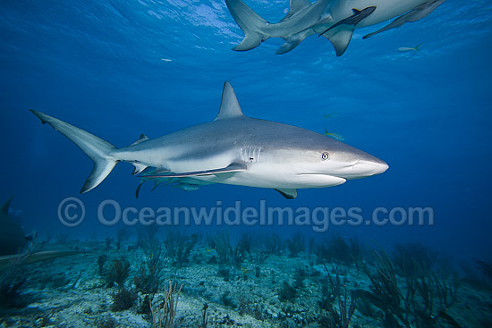Caribbean Reef Shark Bahamas photo Caribbean Reef Shark Bahamas photo