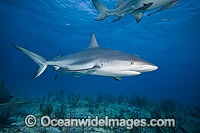Caribbean Reef Shark Bahamas Photo - David Fleetham