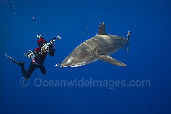 Diver photographing Oceanic Whitetip Shark photo