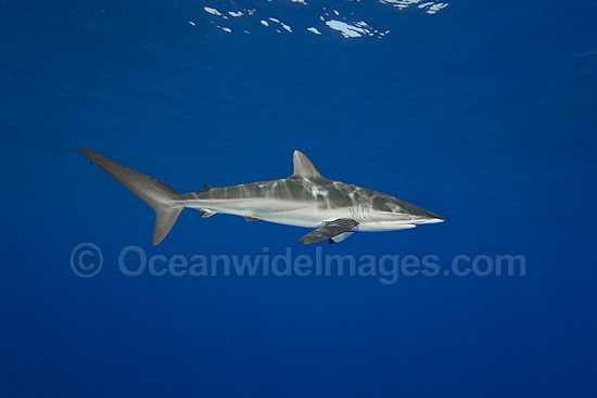 Silky Shark photo Silky Shark photo