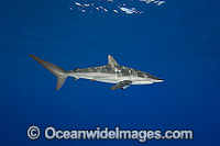 Silky Shark Photo - David Fleetham