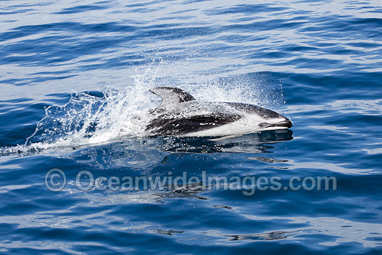 Pacific White-sided Dolphin (Lagenorhynchus obliquidens). Also known as Lag. Photo taken off Ensenada, Mexico, Pacific Ocean. Pacific White-sided Dolphin (Lagenorhynchus obliquidens). Also known as Lag. Photo taken off Ensenada, Mexico, Pacific Ocean.