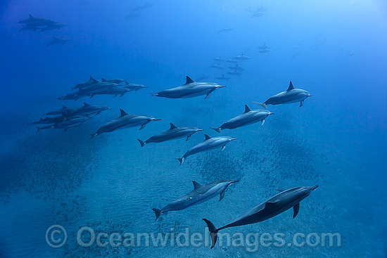 Pod of Spinner Dolphins (Stenella longirostris). Also known as Long-snouted Spinner Dolphin. Found in tropical waters throughout the world. Photo taken off Hawaii, Pacific Ocean. Photo - David Fleetham Pod of Spinner Dolphins (Stenella longirostris). Also known as Long-snouted Spinner Dolphin. Found in tropical waters throughout the world. Photo taken off Hawaii, Pacific Ocean. Photo - David Fleetham