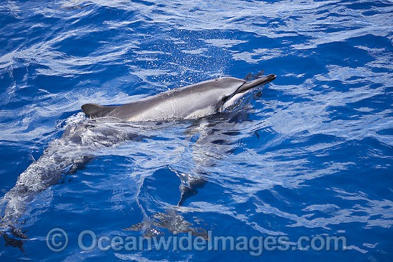 Spinner Dolphin (Stenella longirostris), at the surface. Also known as Long-snouted Spinner Dolphin. Found in tropical waters throughout the world. Photo taken off Hawaii, Pacific Ocean. Photo - David Fleetham