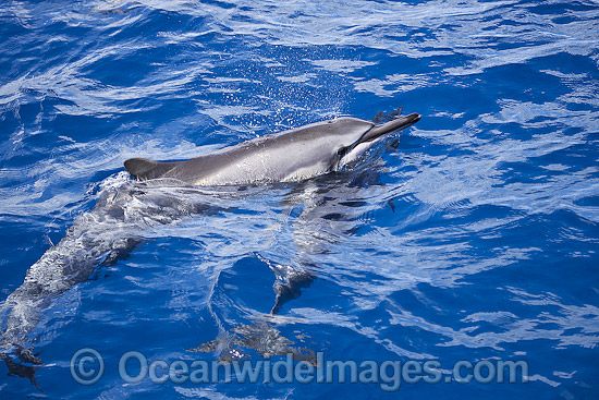 Spinner Dolphin (Stenella longirostris), at the surface. Also known as Long-snouted Spinner Dolphin. Found in tropical waters throughout the world. Photo taken off Hawaii, Pacific Ocean. Photo - David Fleetham Spinner Dolphin (Stenella longirostris), at the surface. Also known as Long-snouted Spinner Dolphin. Found in tropical waters throughout the world. Photo taken off Hawaii, Pacific Ocean. Photo - David Fleetham