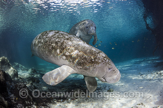 Florida Manatee (Trichechus manatus latirostris). Also known as Sea Cow.Three Sister Spring, Crystal River Florida, USA. Classified Endangered Species on the IUCN Red list. The Florida Manatee is a subspecies of the West Indian Manatee. Photo - David Fleetham Florida Manatee (Trichechus manatus latirostris). Also known as Sea Cow.Three Sister Spring, Crystal River Florida, USA. Classified Endangered Species on the IUCN Red list. The Florida Manatee is a subspecies of the West Indian Manatee. Photo - David Fleetham