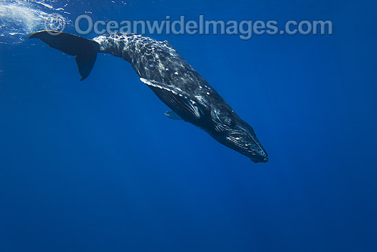 Humpback Whale (Megaptera novaeangliae) underwater. Found throughout the world's oceans in both tropical and polar areas, depending on the season. Photo taken off Hawaii, Pacific Ocean. Classified as Vulnerable on the 2000 IUCN Red List. Photo - David Fleetham