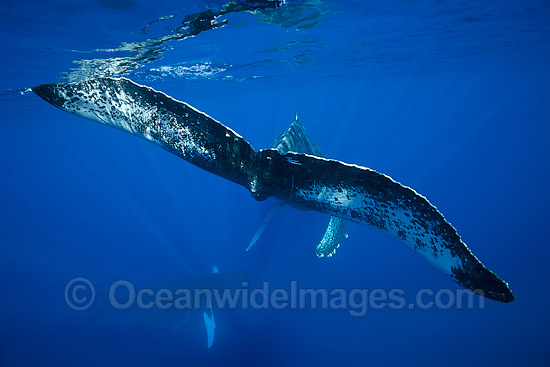 Humpback Whale photo Humpback Whale photo