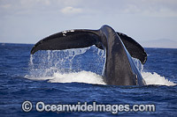 Humpback Whale breaching Photo - David Fleetham