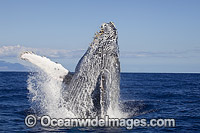 Humpback Whale breaching Photo - David Fleetham