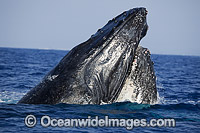 Humpback Whale breaching Photo - David Fleetham