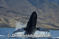 Humpback Whale breaching Photo - David Fleetham