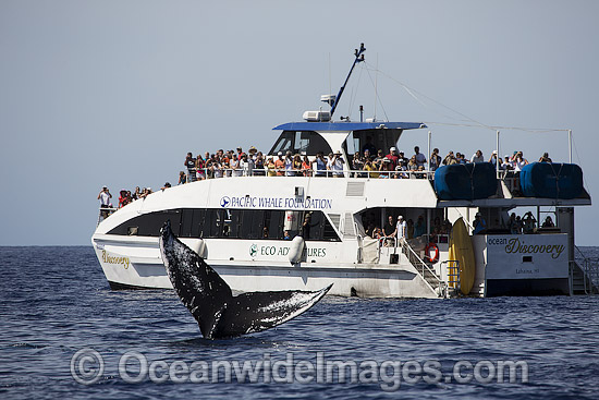 Humpback Whale breaching photo