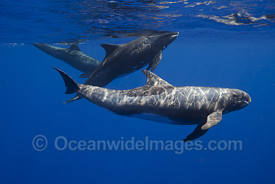 Pygmy Killer Whale Feresa attenuata photo