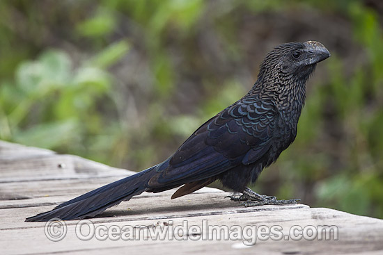 Smooth-billed Ani Crotophaga ani photo