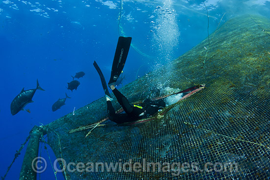 Diver entering fish pen photo Diver entering fish pen photo