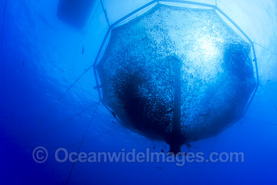 Commercial fish farm photo