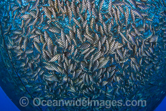 Jack fish farm net photo Jack fish farm net photo