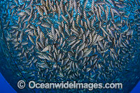 Jack fish farm net Photo - David Fleetham