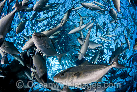 Fish caught in net photo