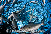 Fish caught in net Photo - David Fleetham
