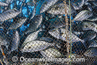 Almaco Jack caught in fish net Photo - David Fleetham