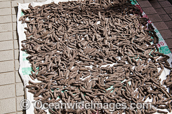 Hundreds of sea cucumbers drying on the sidewalk outside a medicine shop in Guangzhou, China. Photo - David Fleetham Hundreds of sea cucumbers drying on the sidewalk outside a medicine shop in Guangzhou, China. Photo - David Fleetham