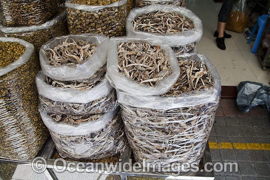 Plastic bags full of dried seahorses for sale at a medicine shop in Guangzhou, China. Seahorses are dried for use as aphrodisiacs in Chinese medecine. Photo - David Fleetham