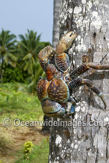 Coconut Crab Birgus latro photo