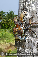 Coconut Crab Birgus latro Photo - David Fleetham
