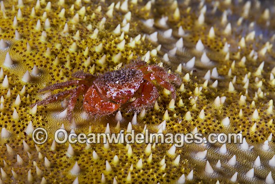 Crab on Sea Star photo