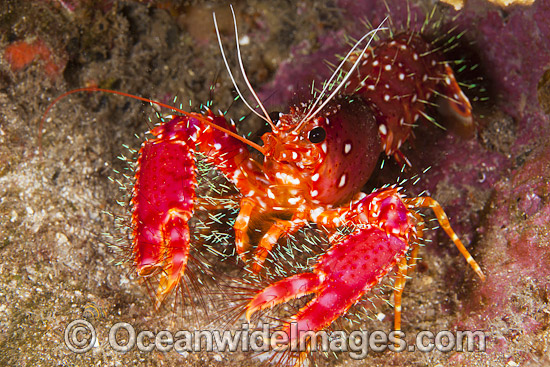 Hawaiian Reef Lobster Enoplometopus occidentalis photo Hawaiian Reef Lobster Enoplometopus occidentalis photo
