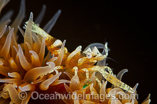 Commensal Shrimp on Coral photo