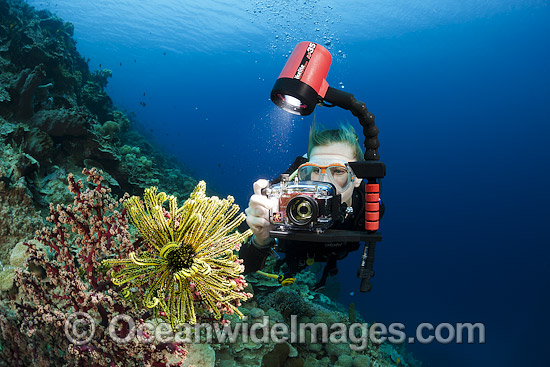 Scuba Diver photographing a Crinoid Feather Star, on a coral reef in Indonesia. Within the Coral Triangle. Photo - David Fleetham