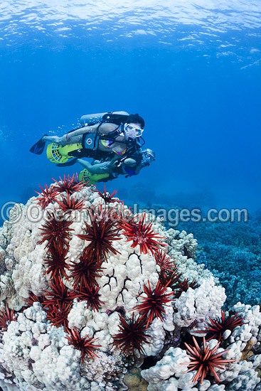 Scuba Divers exploring a tropical coral reef with underwater scooters in the waters of Hawaii, Pacific Ocean. Photo - David Fleetham