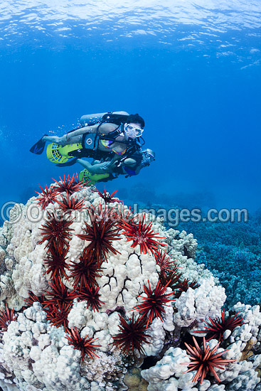 Scuba Divers exploring a tropical coral reef with underwater scooters in the waters of Hawaii, Pacific Ocean. Photo - David Fleetham Scuba Divers exploring a tropical coral reef with underwater scooters in the waters of Hawaii, Pacific Ocean. Photo - David Fleetham
