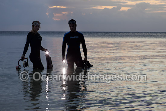 Snorkel Divers entering the ocean with lights at dusk. Photo taken in Indonesia. Within the Coral Triangle. Photo - David Fleetham