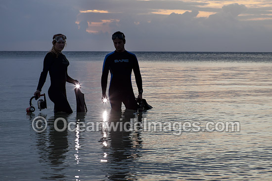 Snorkel Divers entering the ocean with lights at dusk. Photo taken in Indonesia. Within the Coral Triangle. Photo - David Fleetham Snorkel Divers entering the ocean with lights at dusk. Photo taken in Indonesia. Within the Coral Triangle. Photo - David Fleetham