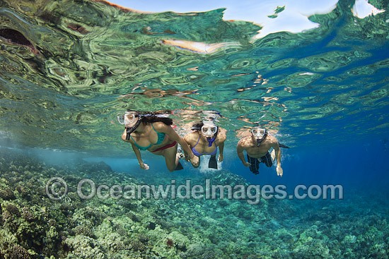Snorkel Diver s exploring coral reef photo
