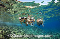 Snorkel Diver s exploring coral reef Photo - David Fleetham