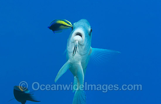 Goatfish being cleaned by Wrasse photo