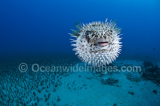 Porcupinefish inflated photo