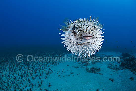 Black-spotted Porcupinefish (Diodon hystrix), inflated in defence against predators. Found in tropical seas throughout the world, ranging into sub-tropical zones. Photo taken off Hawaii, Pacific Ocean Photo - David Fleetham Black-spotted Porcupinefish (Diodon hystrix), inflated in defence against predators. Found in tropical seas throughout the world, ranging into sub-tropical zones. Photo taken off Hawaii, Pacific Ocean Photo - David Fleetham