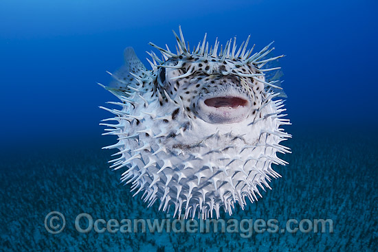 Black-spotted Porcupinefish (Diodon hystrix), inflated in defence against predators. Found in tropical seas throughout the world, ranging into sub-tropical zones. Photo taken off Hawaii, Pacific Ocean Photo - David Fleetham Black-spotted Porcupinefish (Diodon hystrix), inflated in defence against predators. Found in tropical seas throughout the world, ranging into sub-tropical zones. Photo taken off Hawaii, Pacific Ocean Photo - David Fleetham