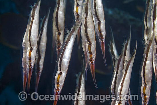 Shrimpfish Aeoliscus strigatus photo