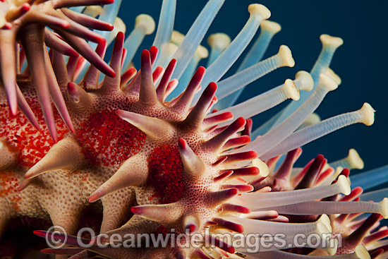 Crown-of-thorns Starfish photo