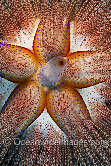 Fire Urchin Astropyga radiata photo