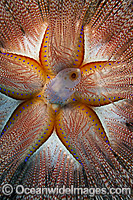 Fire Urchin Astropyga radiata Photo - David Fleetham