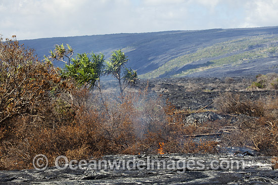 This new Pahoehoe lava flowing from Kilauea Volcano is burning a forest already isolated by an older Pahoehoe flow near Kalapana, Big Island, Hawaii. Photo - David Fleetham This new Pahoehoe lava flowing from Kilauea Volcano is burning a forest already isolated by an older Pahoehoe flow near Kalapana, Big Island, Hawaii. Photo - David Fleetham